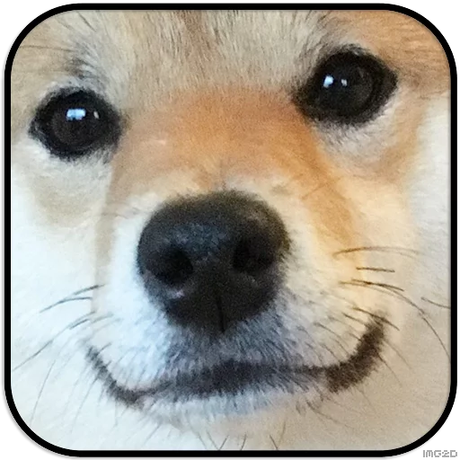 Sticker DogS @IMG2D - 9