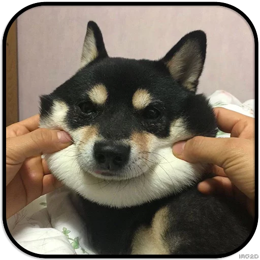 Sticker DogS @IMG2D - 8