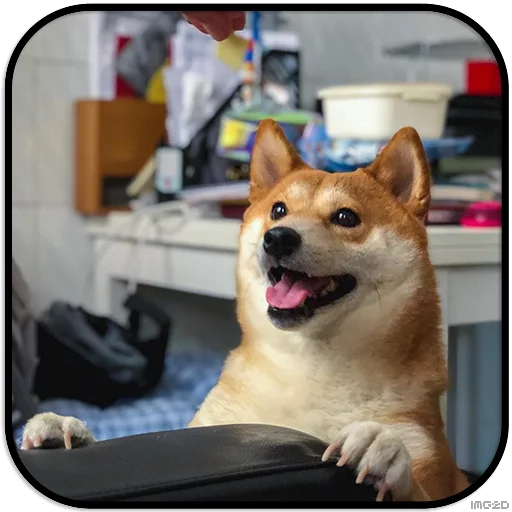 Sticker DogS @IMG2D - 7