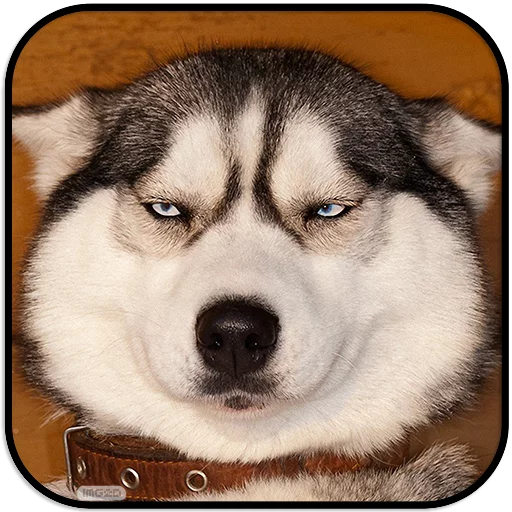 Sticker DogS @IMG2D - 6