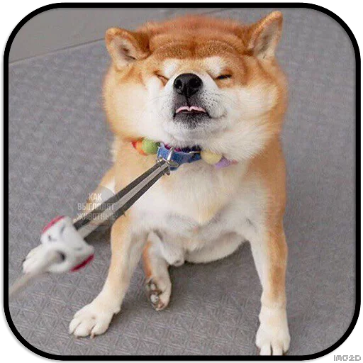 Sticker DogS @IMG2D - 5