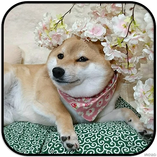 Sticker DogS @IMG2D - 4