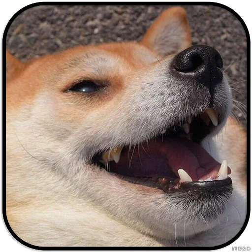 Sticker DogS @IMG2D - 3