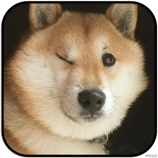 Sticker DogS @IMG2D - 2