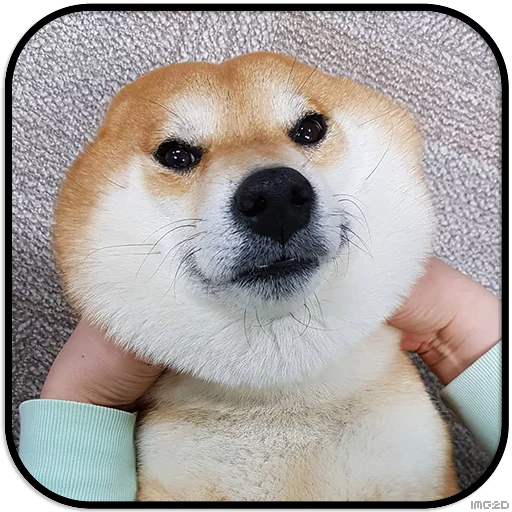 Sticker DogS @IMG2D - 1