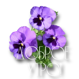 Sticker Утро @storis_and_stickers - 11