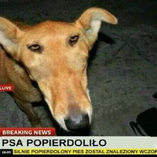 Sticker СТО "МОРФ" - 3