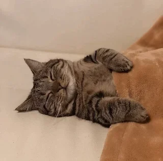 Sticker Morteza Pack @Developer_Http - 11