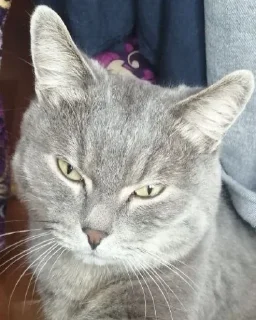 Sticker MortyCAT - 7