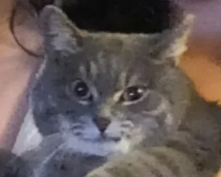 Sticker MortyCAT - 2