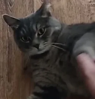 Sticker MortyCAT - 0