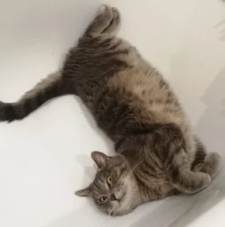 Sticker MortyCAT - 6