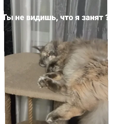 животное млекопитающее кошачьи