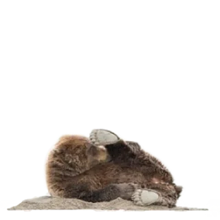 Sticker Funny animals - 6