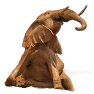 Sticker Funny animals - 4