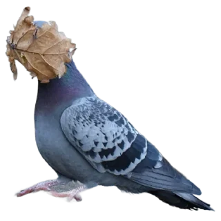 Sticker Funny animals - 0