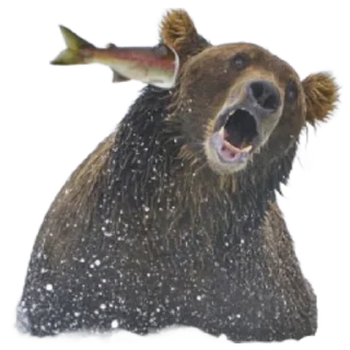 Sticker Funny animals - 1