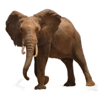 Sticker Funny animals - 3