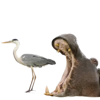 Sticker Funny animals - 10