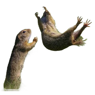 Sticker Funny animals - 11