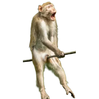 Sticker Funny animals - 2