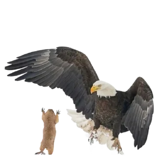 Sticker Funny animals - 8