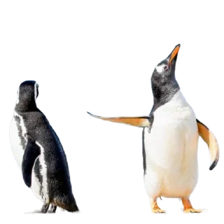 Sticker Funny animals - 7