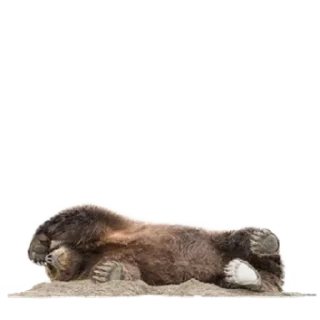 Sticker Funny animals - 5