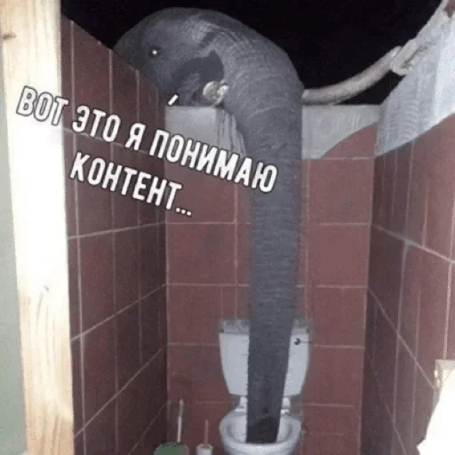 elephant bathroom wall