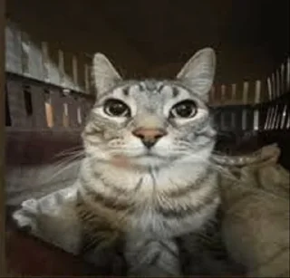 Стикер Motion Cat - 5