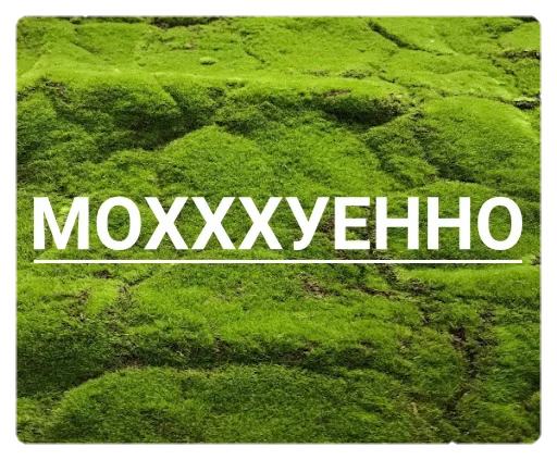 трава несосудистое наземное растение зеленый