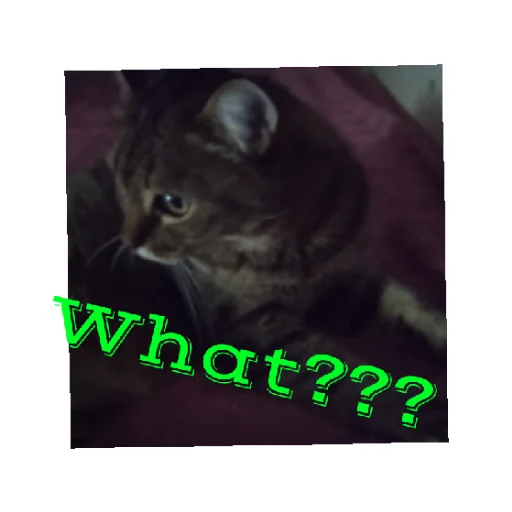 Sticker MoyaKoshkaMosya - 1