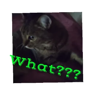 Стикер Моя кошка мося - 0