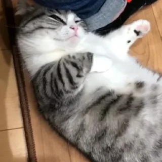 Sticker Join @Moya_Koshka - 4