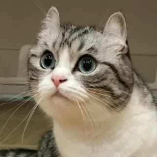 Sticker Join @Moya_Koshka - 7