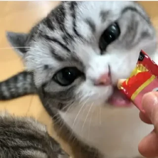 Sticker Join @Moya_Koshka - 8