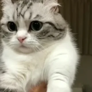 Sticker Join @Moya_Koshka - 2