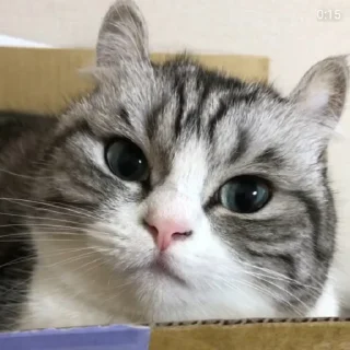 Sticker Join @Moya_Koshka - 6