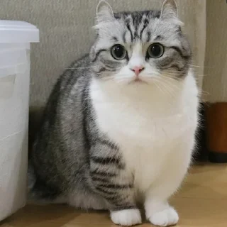 Sticker Join @Moya_Koshka - 9