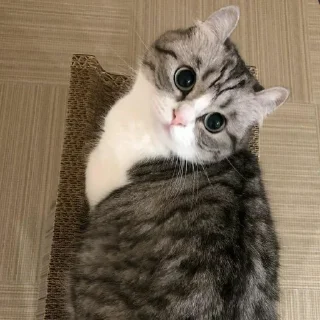 Sticker Join @Moya_Koshka - 1