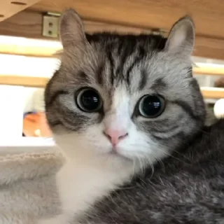 Sticker Join @Moya_Koshka - 11