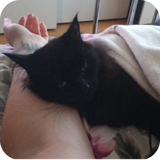 Стикер Moyato7 - 1