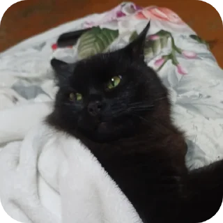 Стикер Мята - 11