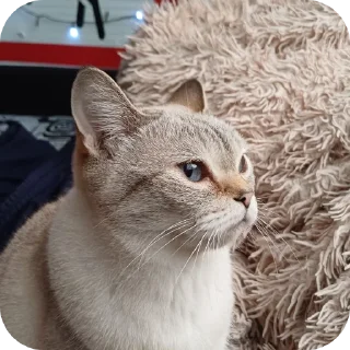 Стикер Мята - 2