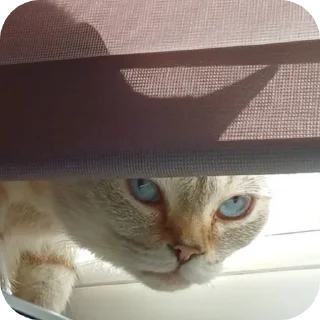 Стикер Мята - 6