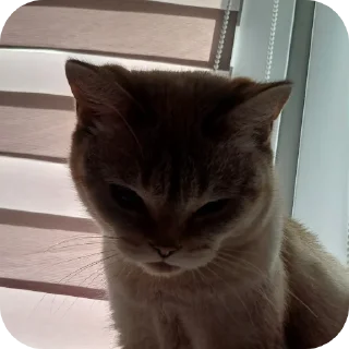 Стикер Мята - 9