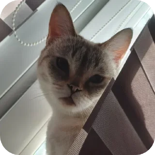 Стикер Мята - 7