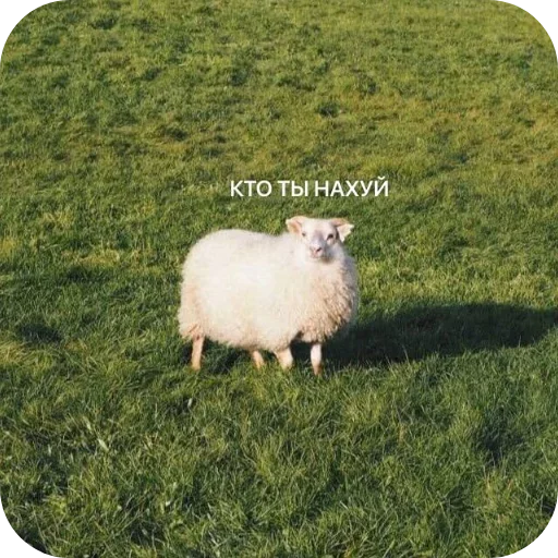 Sticker Moyo9514 - 1