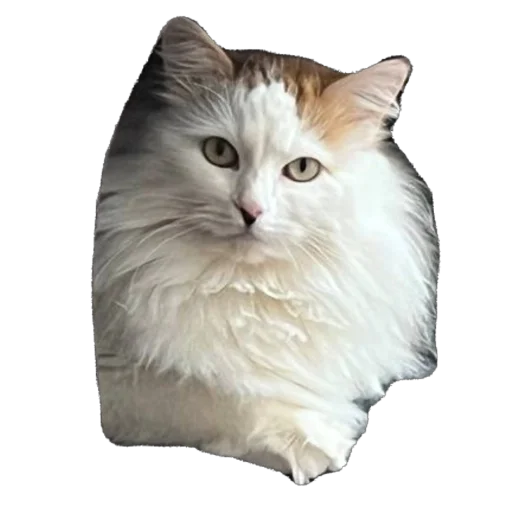 Sticker Moyo9514 - 1