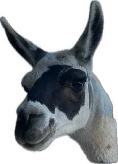 Стикер Антон за 300 - 5